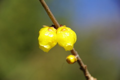 蝋梅