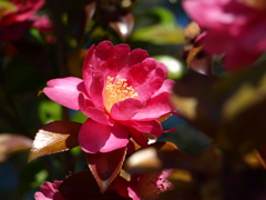 山茶花