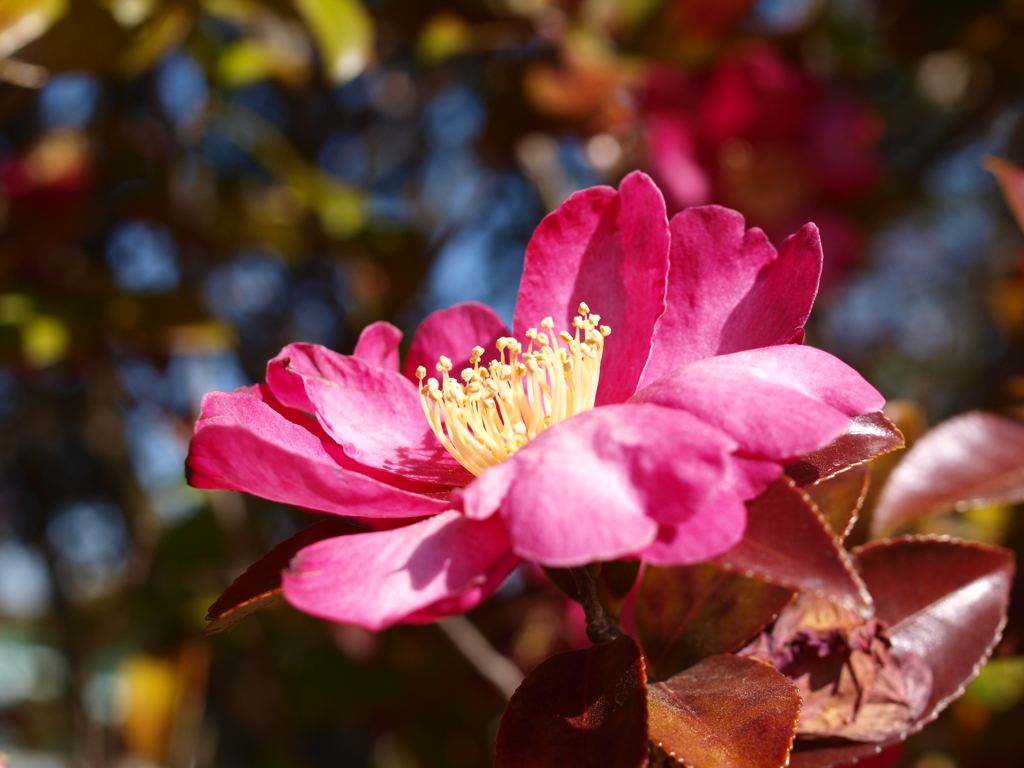 山茶花
