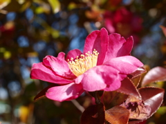 山茶花