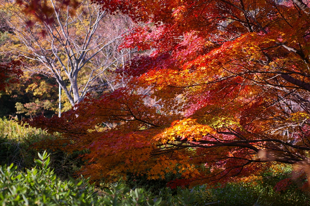 大高緑地公園にて
