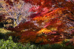 大高緑地公園にて