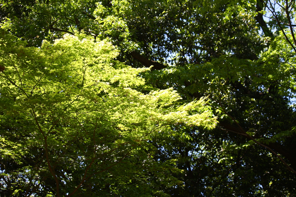 新緑に日差し射して