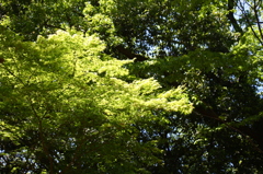 新緑に日差し射して