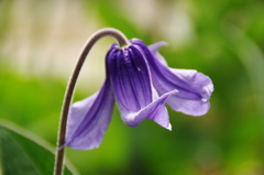 クレマチス・インテグリフォリア系