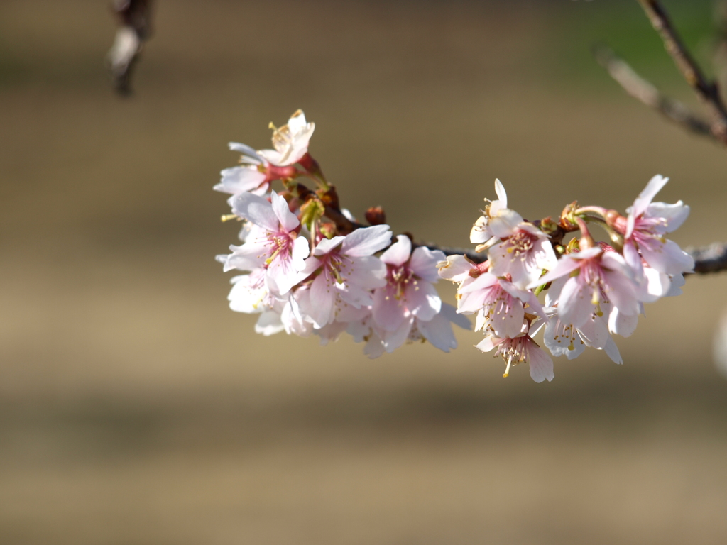 冬桜
