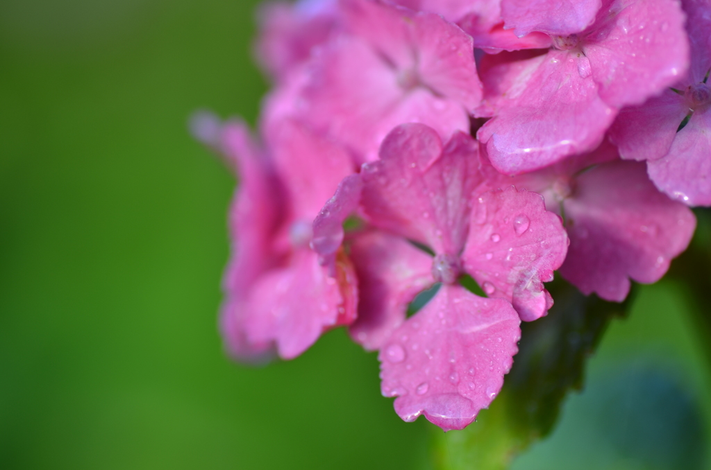 雨がお似合いですね^^