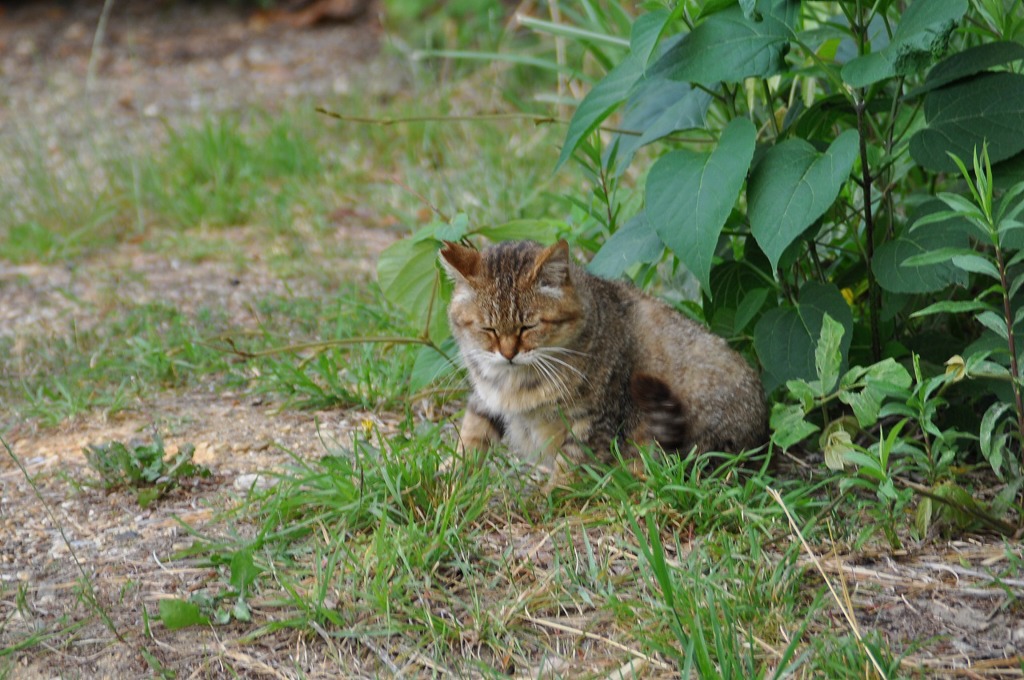 おはようニャン＾＾