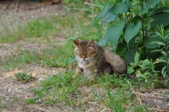 おはようニャン＾＾