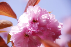 八重桜