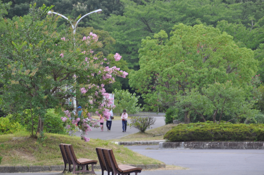 咲き始めました