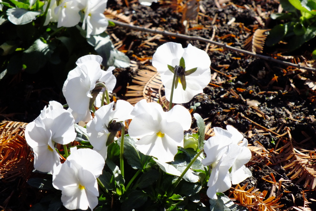 名古屋市農業センターにて