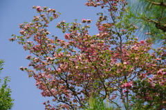 見上げるハナミズキ