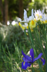 ダッチアイリス