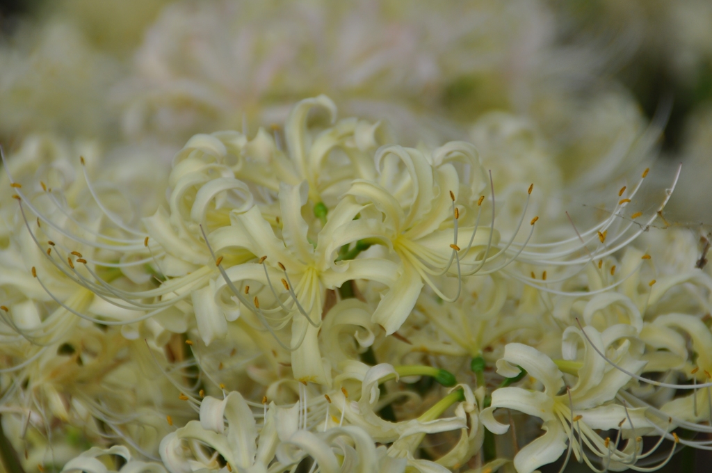 名古屋市農業センターにて　