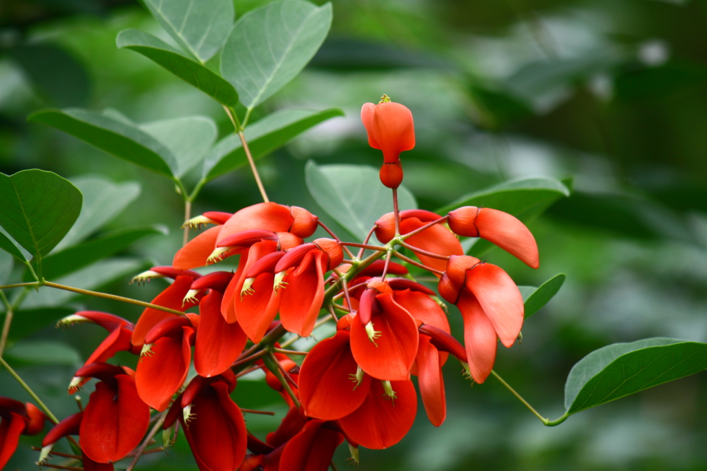 アメリカﾃディゴ