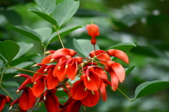 アメリカﾃディゴ