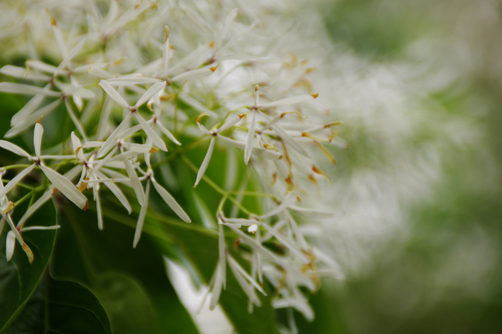 ナンジャモンジャ