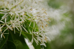 ナンジャモンジャ