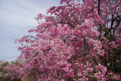 枝垂桜