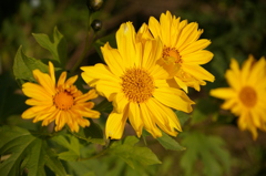 チトニアガリバー