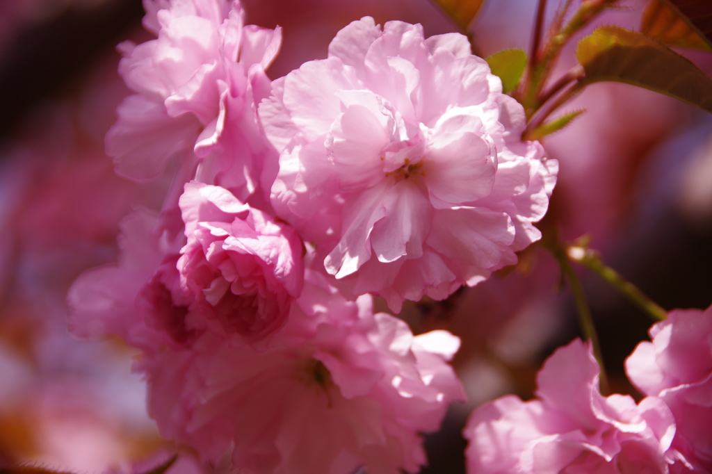 八重桜