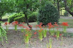 咲き始めました＾＾