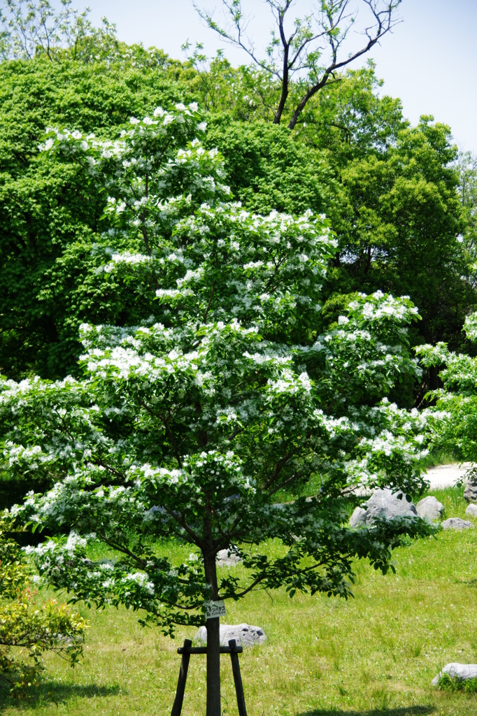 ナンジャモンジャ