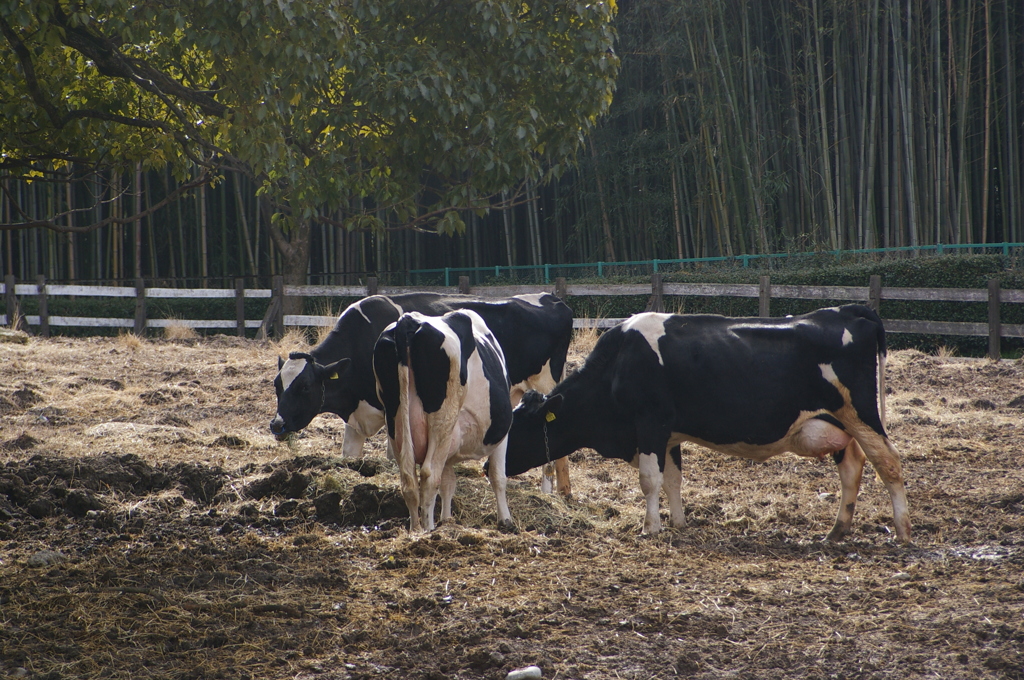 名古屋市農業センターにて　