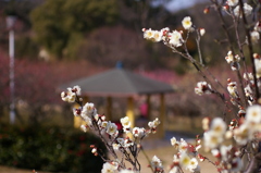 大高緑地公園にて