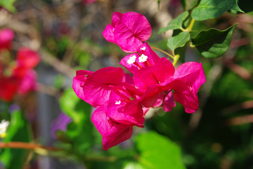 ブーゲンビレア