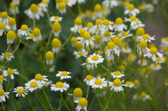 名古屋市農業センターにて　