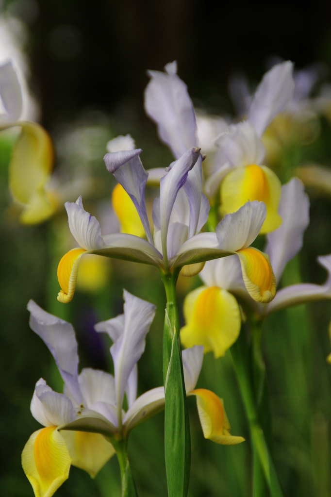 オランダアヤメ