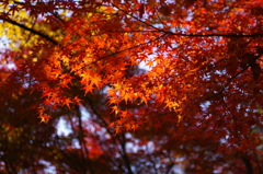 日差しが嬉しくて^^