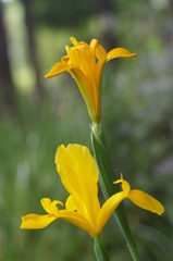 ダッチアイリス