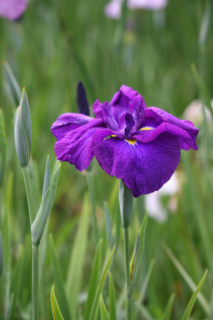 大高緑地公園にて　６月０６日 015