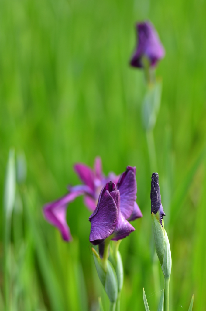 明日は咲くかな？
