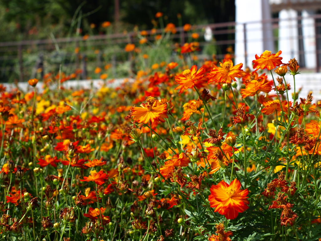 名古屋市農業センターにて　