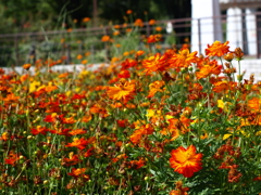 名古屋市農業センターにて　