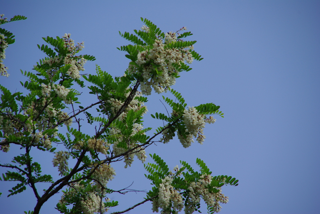ニセアカシア