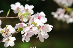 染井吉野