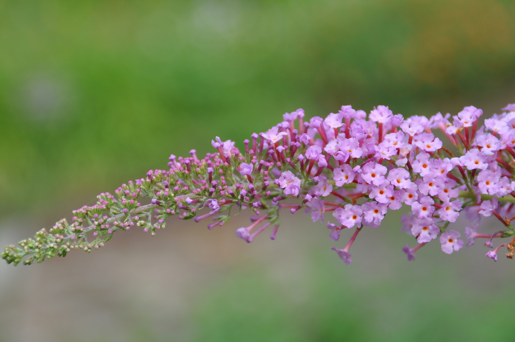 名古屋市農業センターにて　