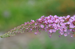 名古屋市農業センターにて　