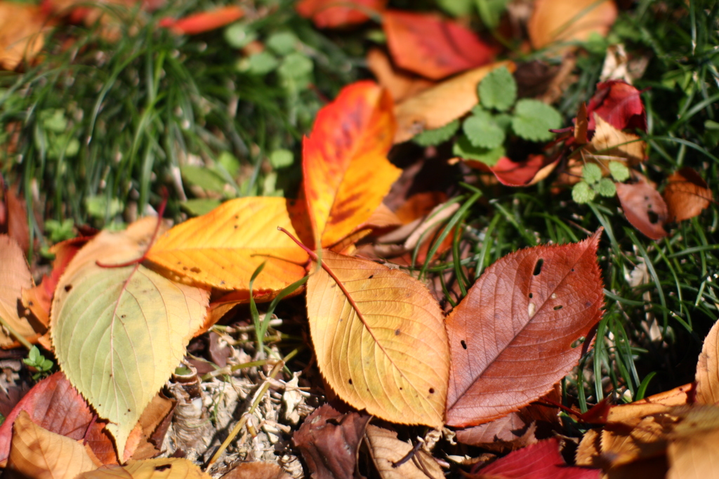 落ち葉に秋を感じて^^