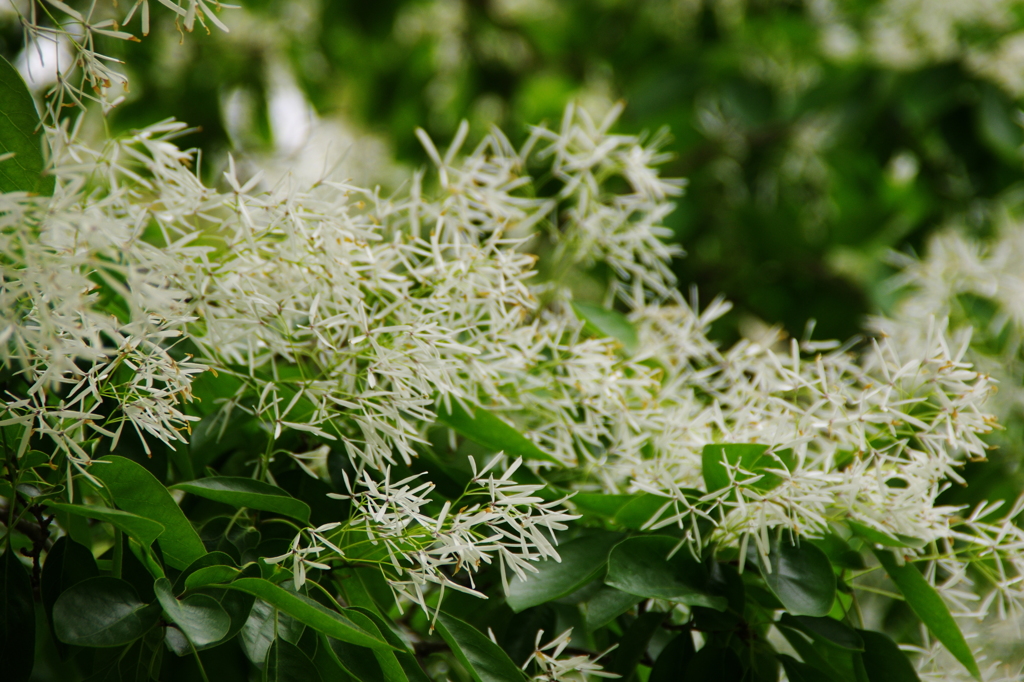 ナンジャモンジャ