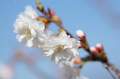 冬桜