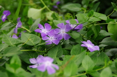 ツルニチニチソウ