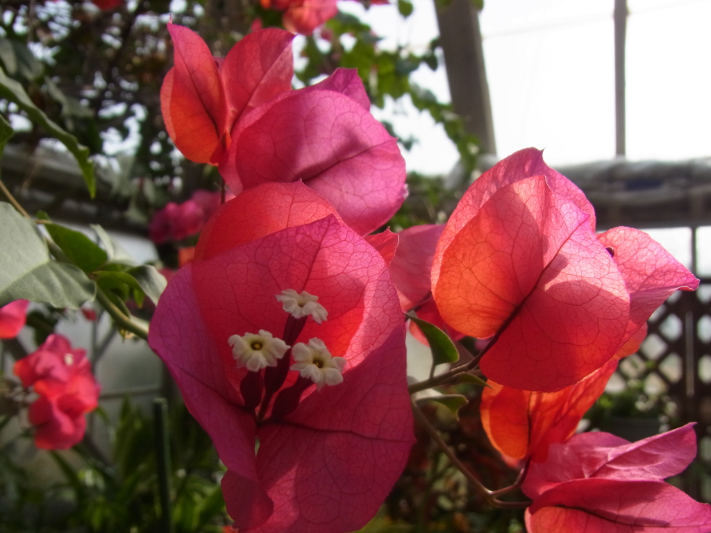 ブーゲンビレア