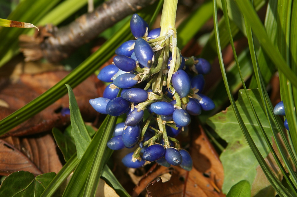 名古屋市農業センターにて