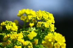 菜の花